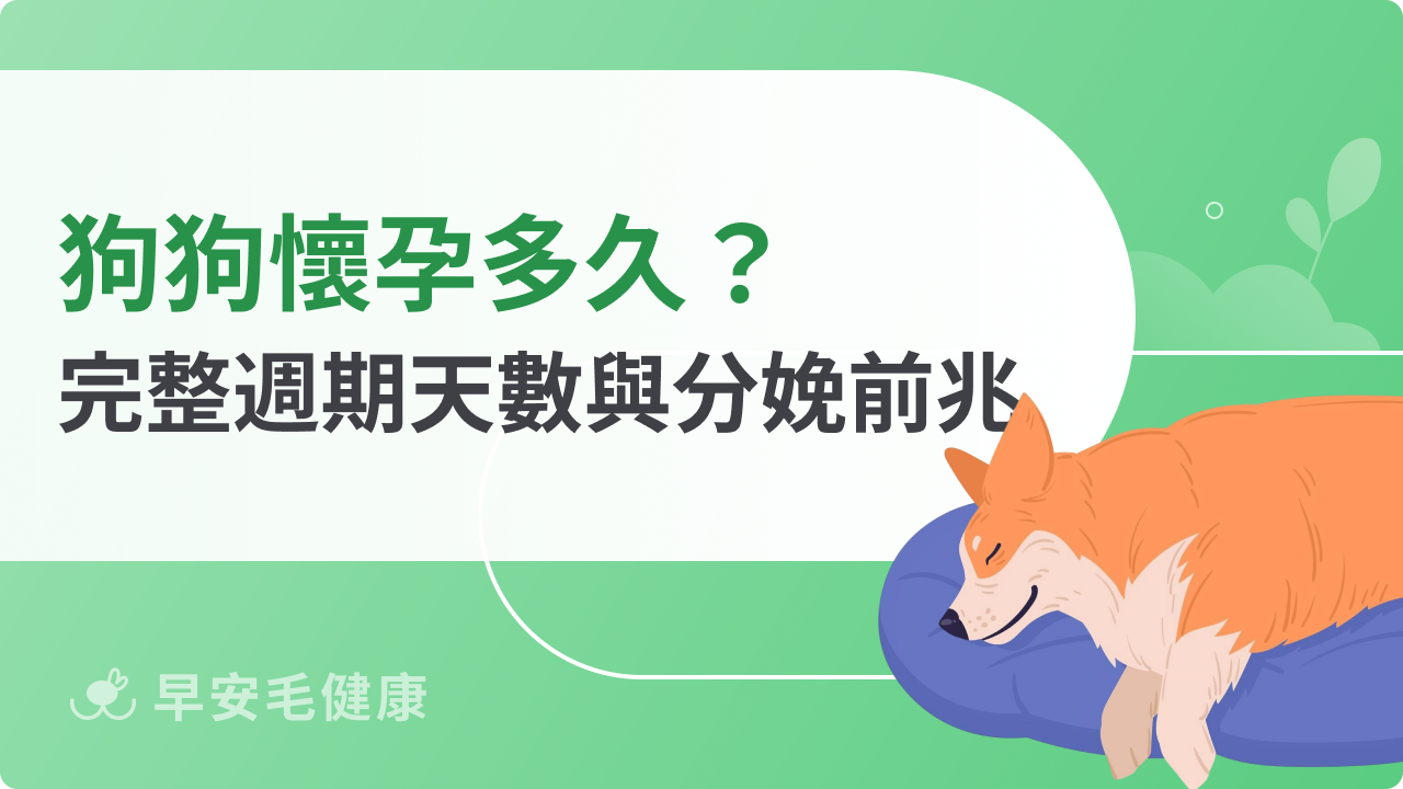 狗狗懷孕多久?完整週期天數與分娩前兆一次看懂