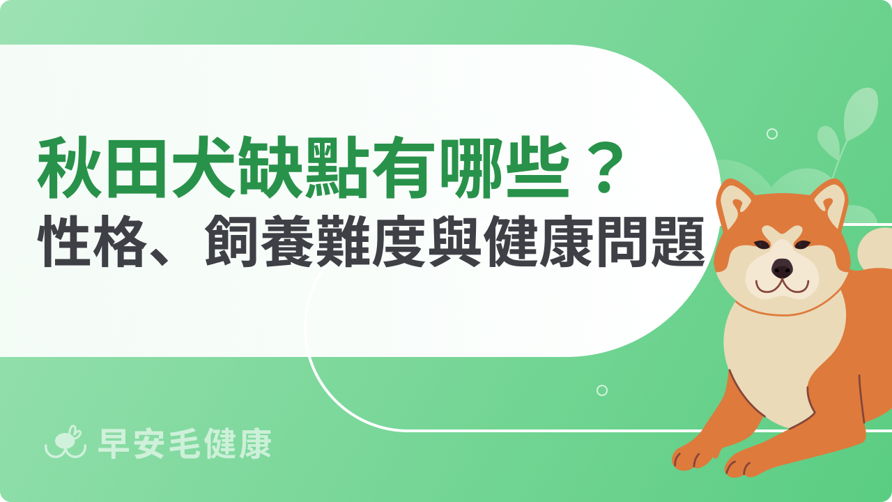 秋田犬缺點有哪些?性格、飼養難度與常見健康問題解析