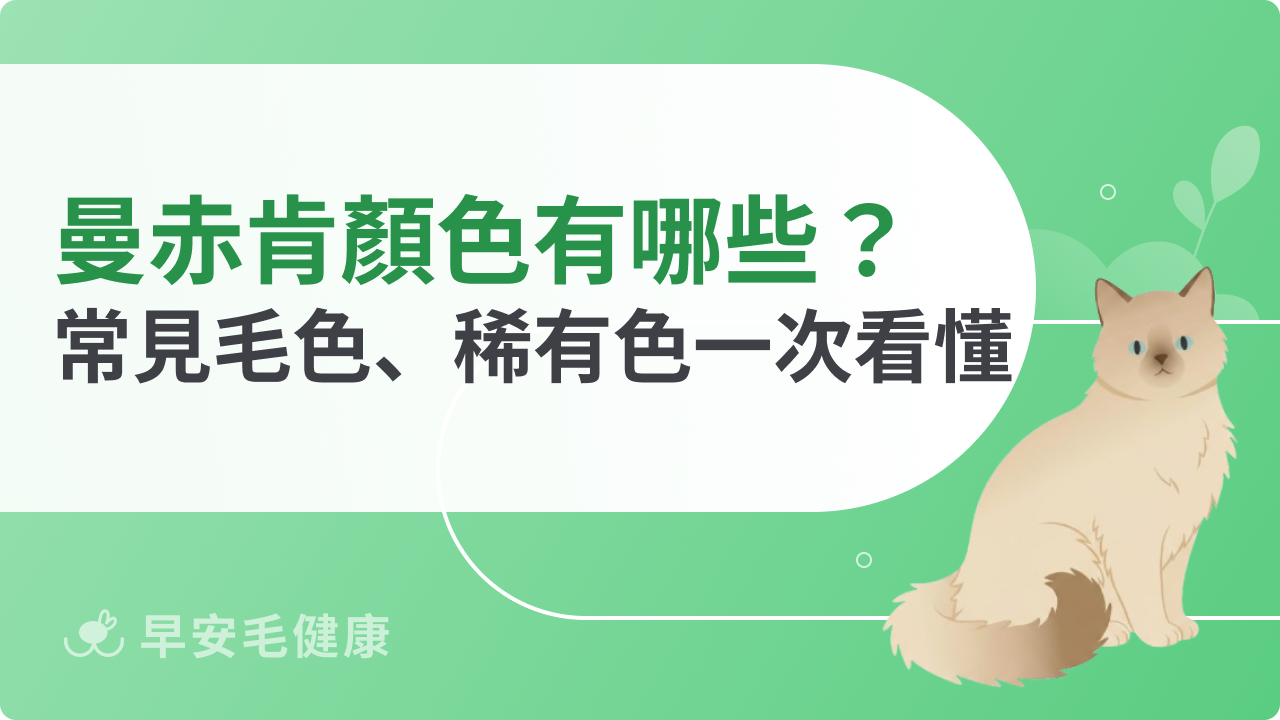 曼赤肯顏色有哪些?常見毛色、稀有色一次看懂