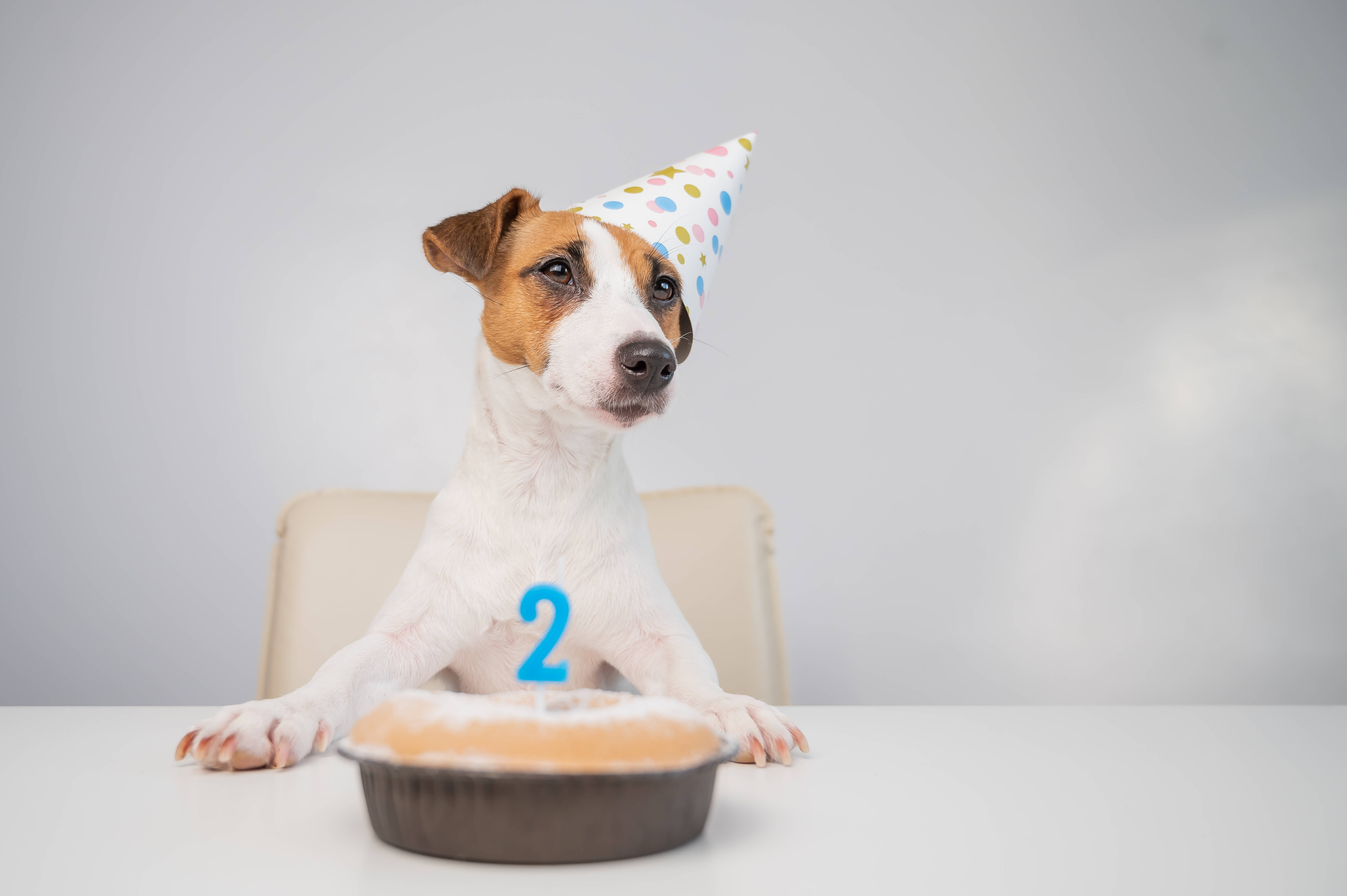 12.dog-age-conversion-guide-1