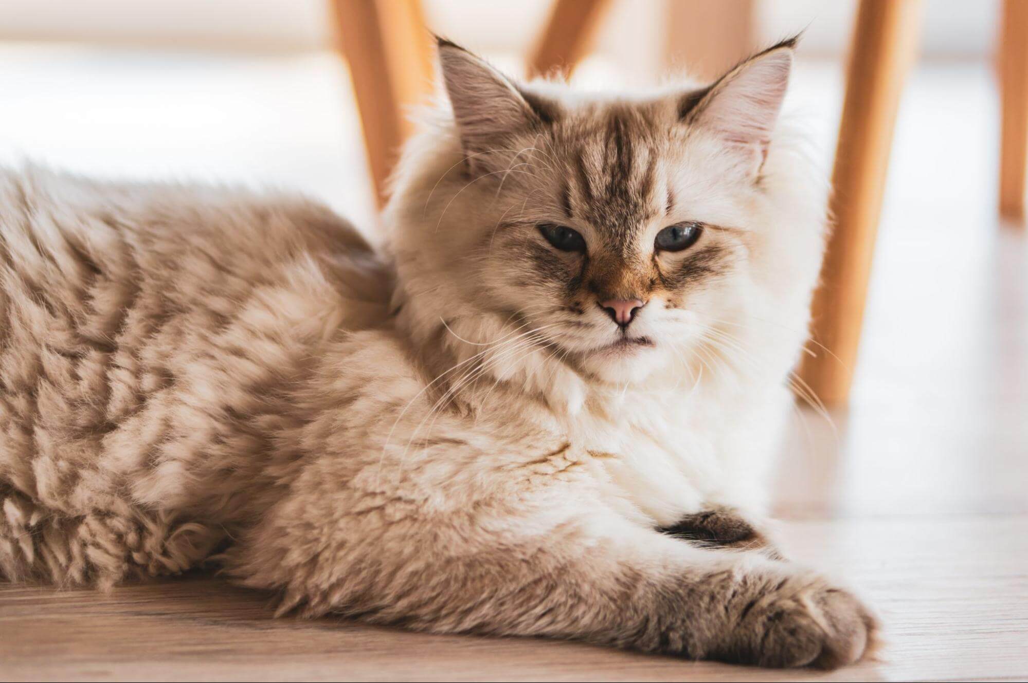 255. AI - persian-cat-lifespan-1