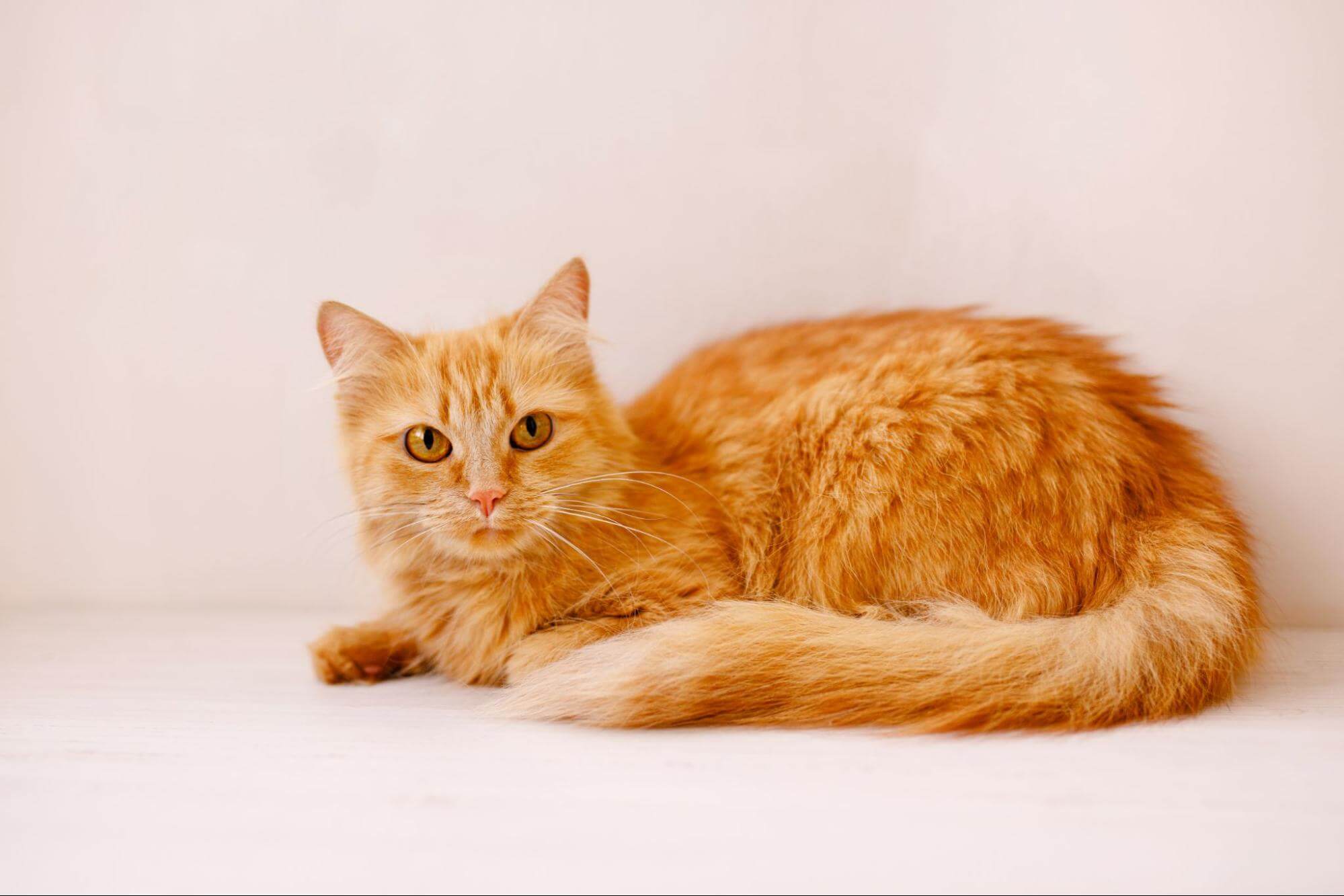 9. AI-cat-weight-standard-1