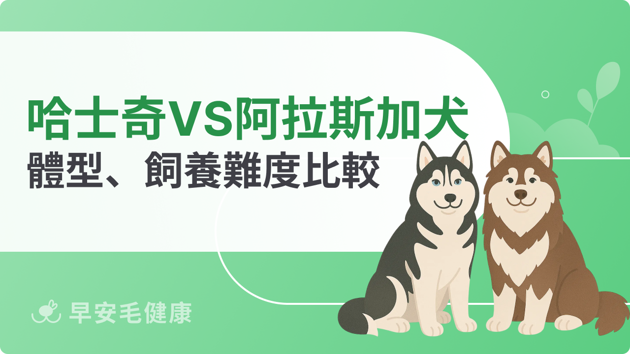 哈士奇、阿拉斯加犬差在哪?體型、個性與飼養難度一次比較