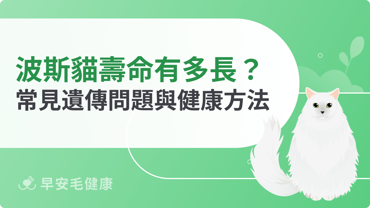 波斯貓壽命有多長?常見健康問題與延長陪伴的方法