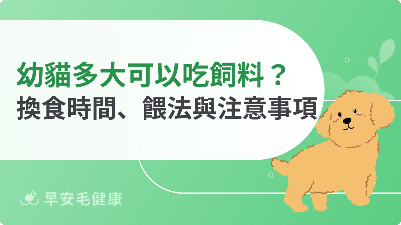 幼貓多大可以吃飼料?換食時間、餵法與注意事項一次看!
