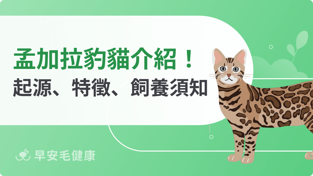 豹貓與石虎差在哪？孟加拉貓起源、特徵、個性、壽命與飼養全攻略