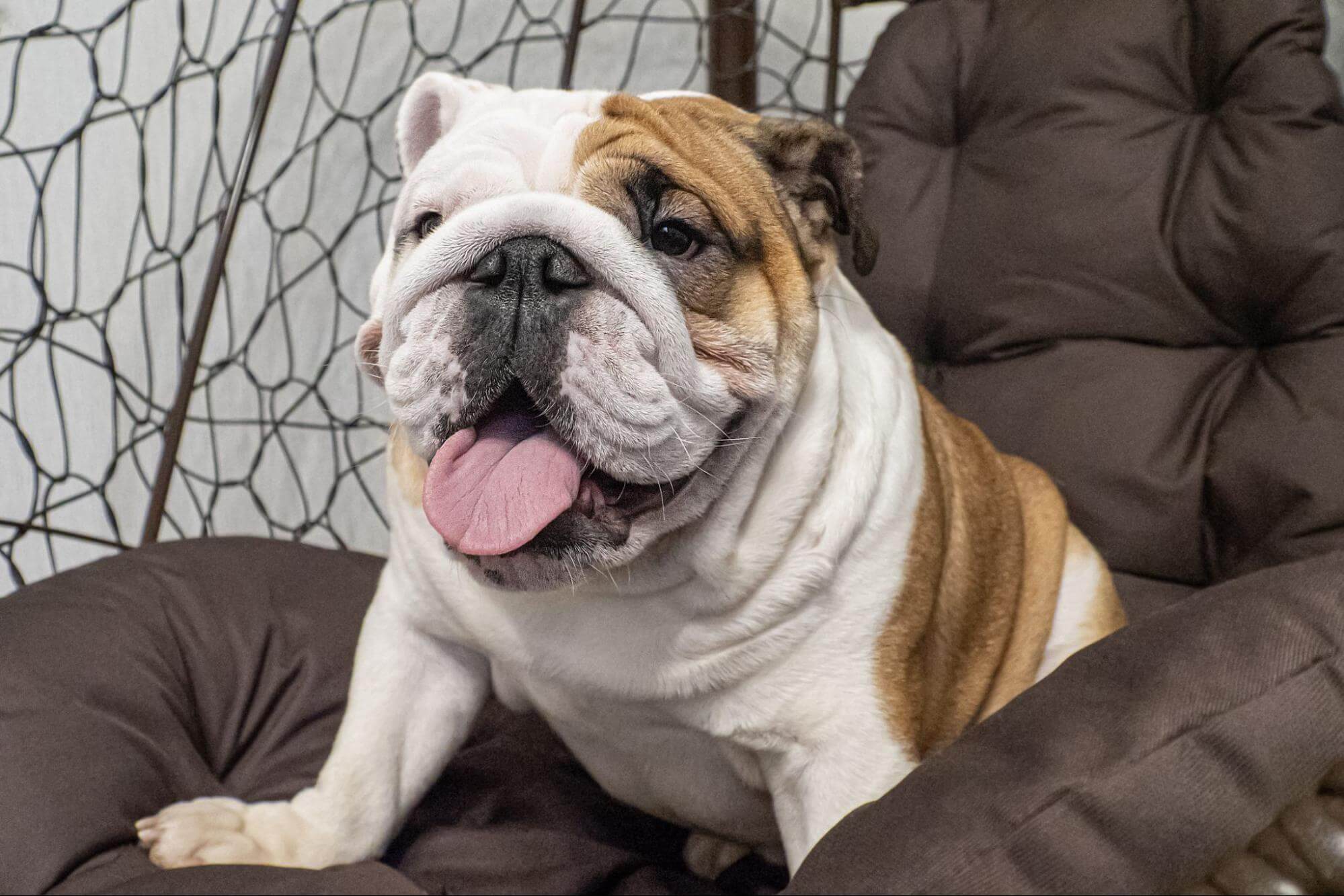 33. french-bulldog-guide-4