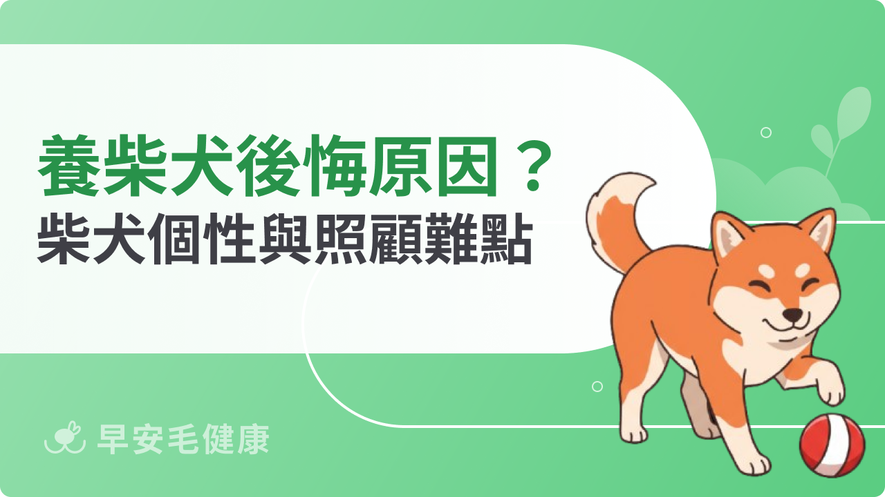 養柴犬後悔原因?柴犬個性與照顧難點一次解析