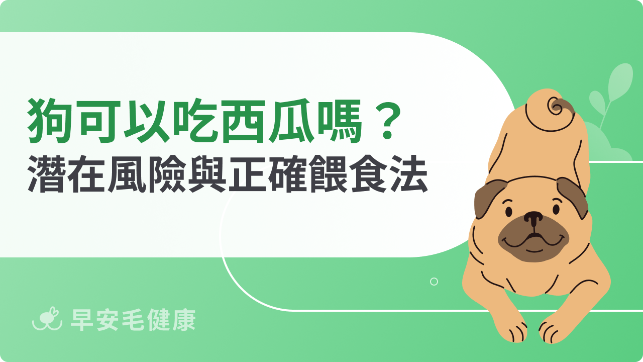 狗可以吃西瓜嗎?好處、風險與餵食禁忌分享