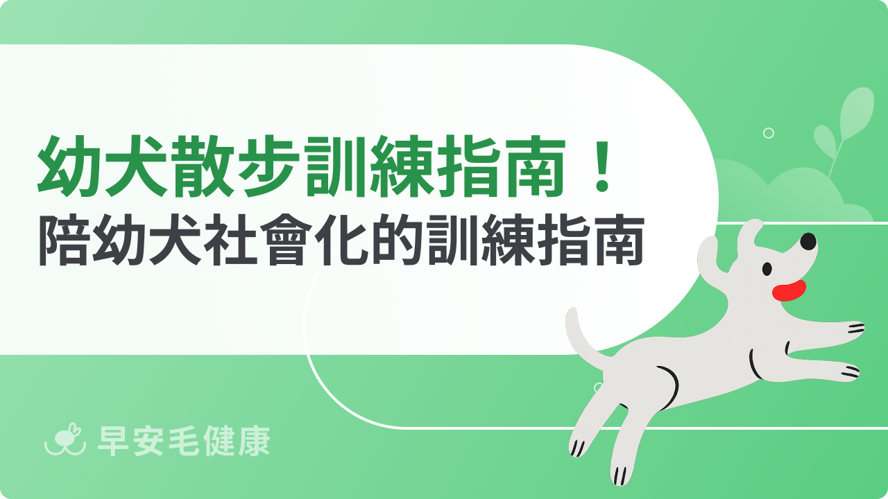 幼犬散步訓練指南！掌握這些重點一起陪幼犬社會化