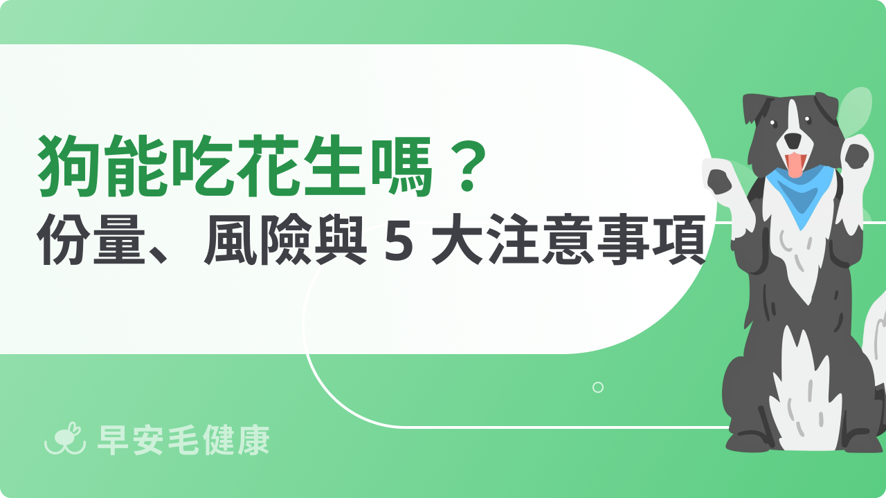 狗可以吃花生嗎?常見疑問、適合份量與注意事項全解析