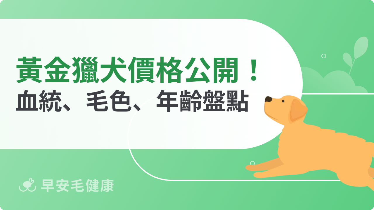黃金獵犬價格公開!血統、毛色、體型影響因素一次盤點