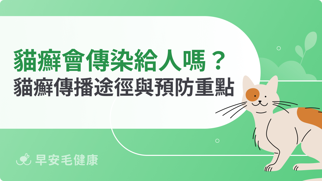 貓癬會傳染給人嗎?貓癬症狀、傳播途徑與預防重點一次看
