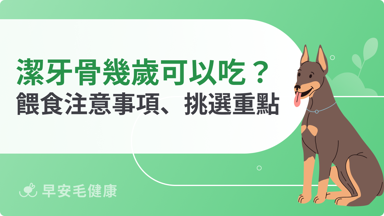 潔牙骨幾歲可以吃?多久吃一次?餵食注意事項、挑選重點整理