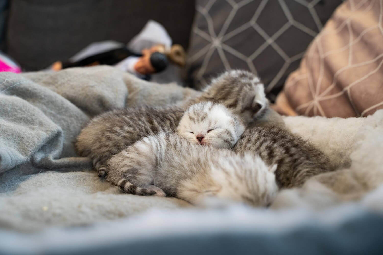 43. when-does-momcat-leave-kittens-2