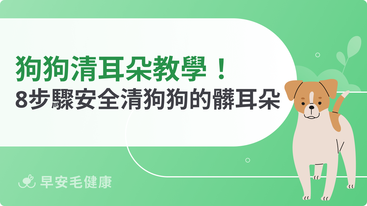 狗狗清耳朵怎麼做?安全清潔與耳朵護理重點