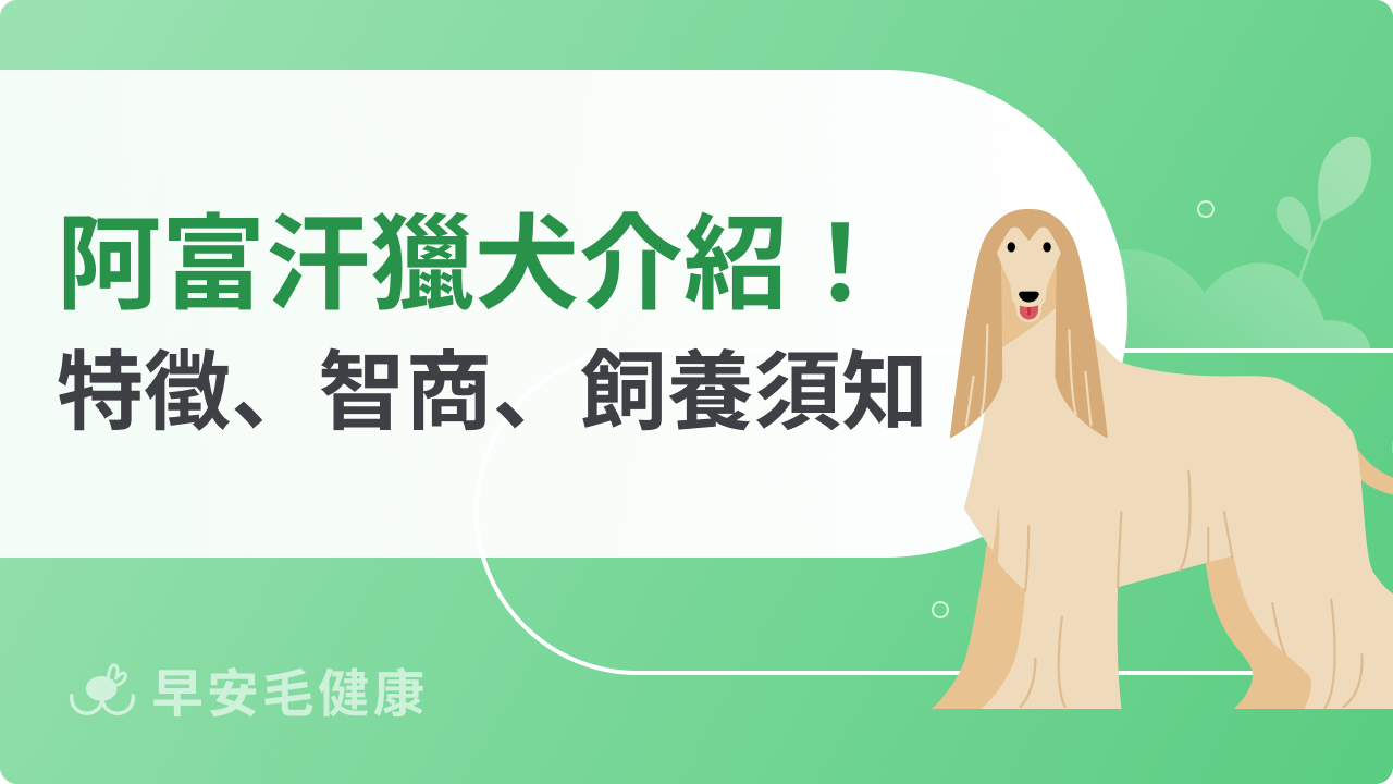 阿富汗獵犬是狗界超模?特徵、智商、壽命與完整飼養指南