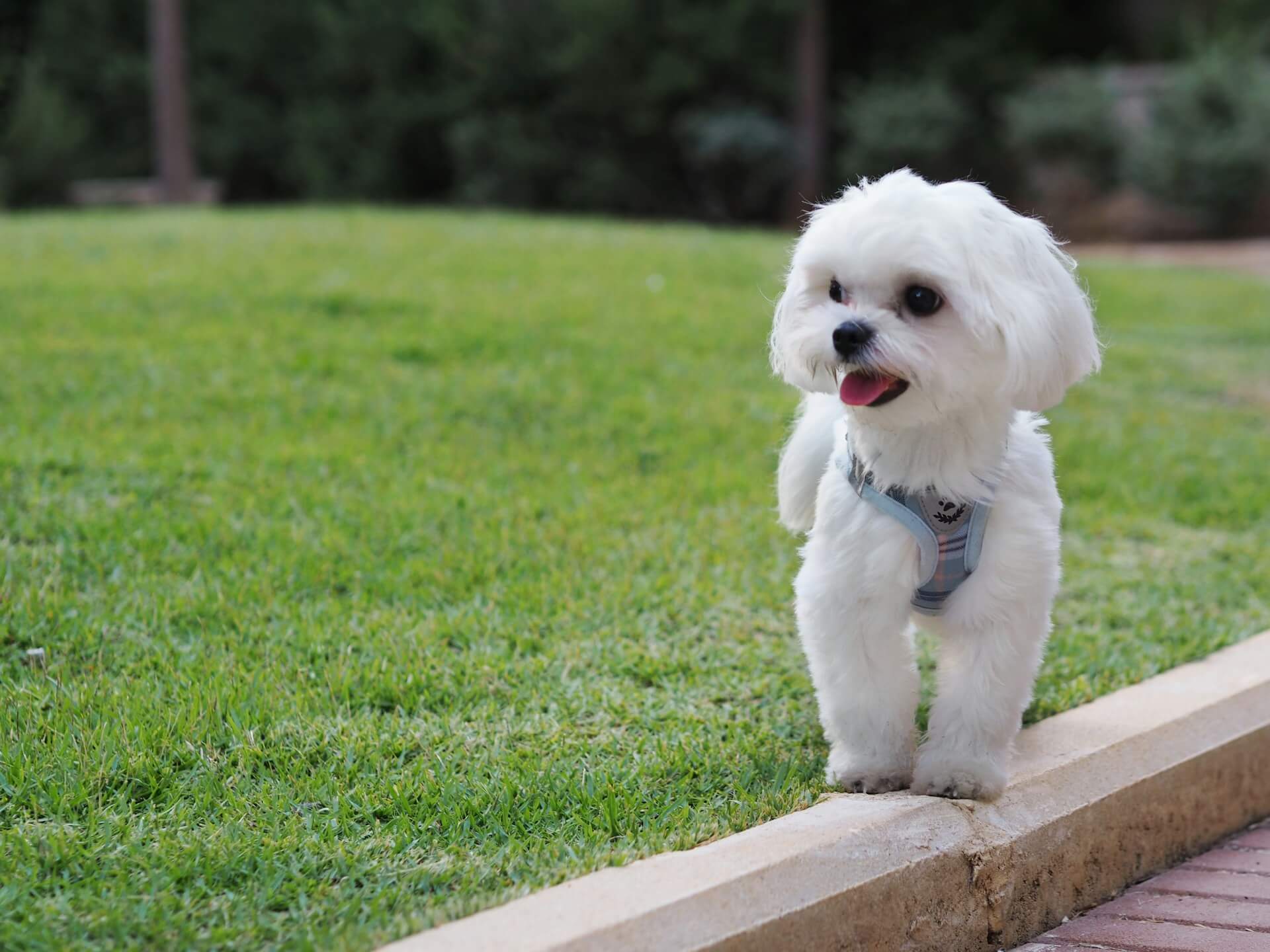 11.maltese-dog-guide-1