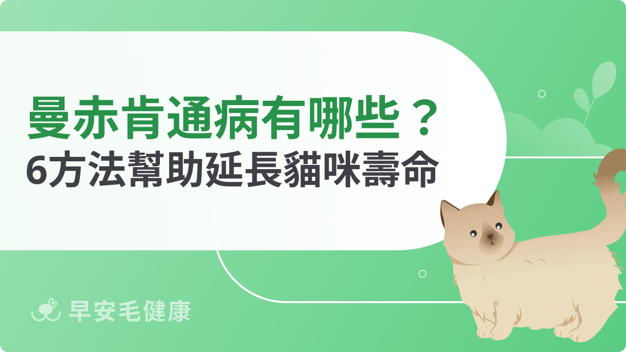 曼赤肯通病有哪些?4個預防方法幫助延長貓咪壽命