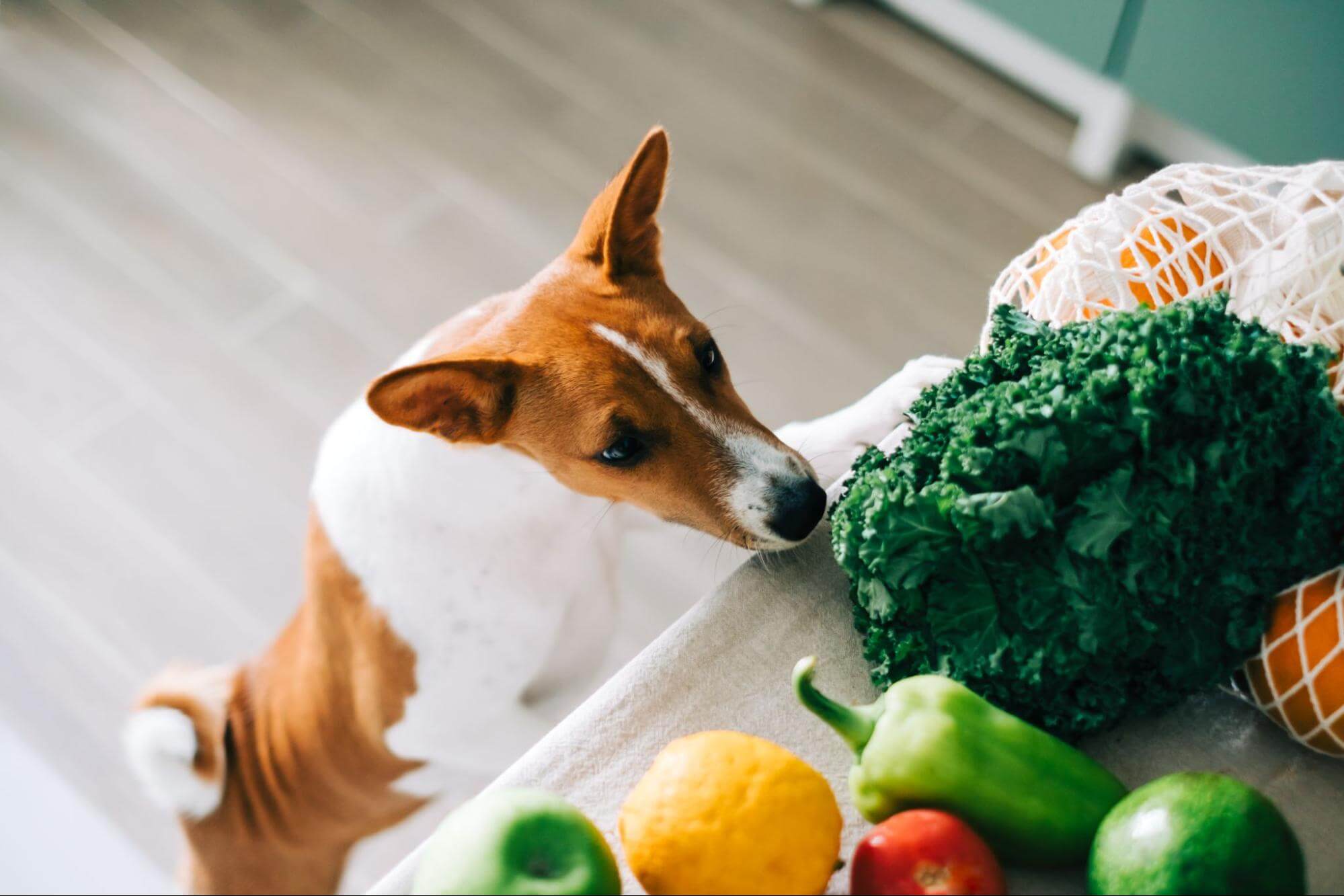 300. AI - can-dogs-eat-cilantro-1