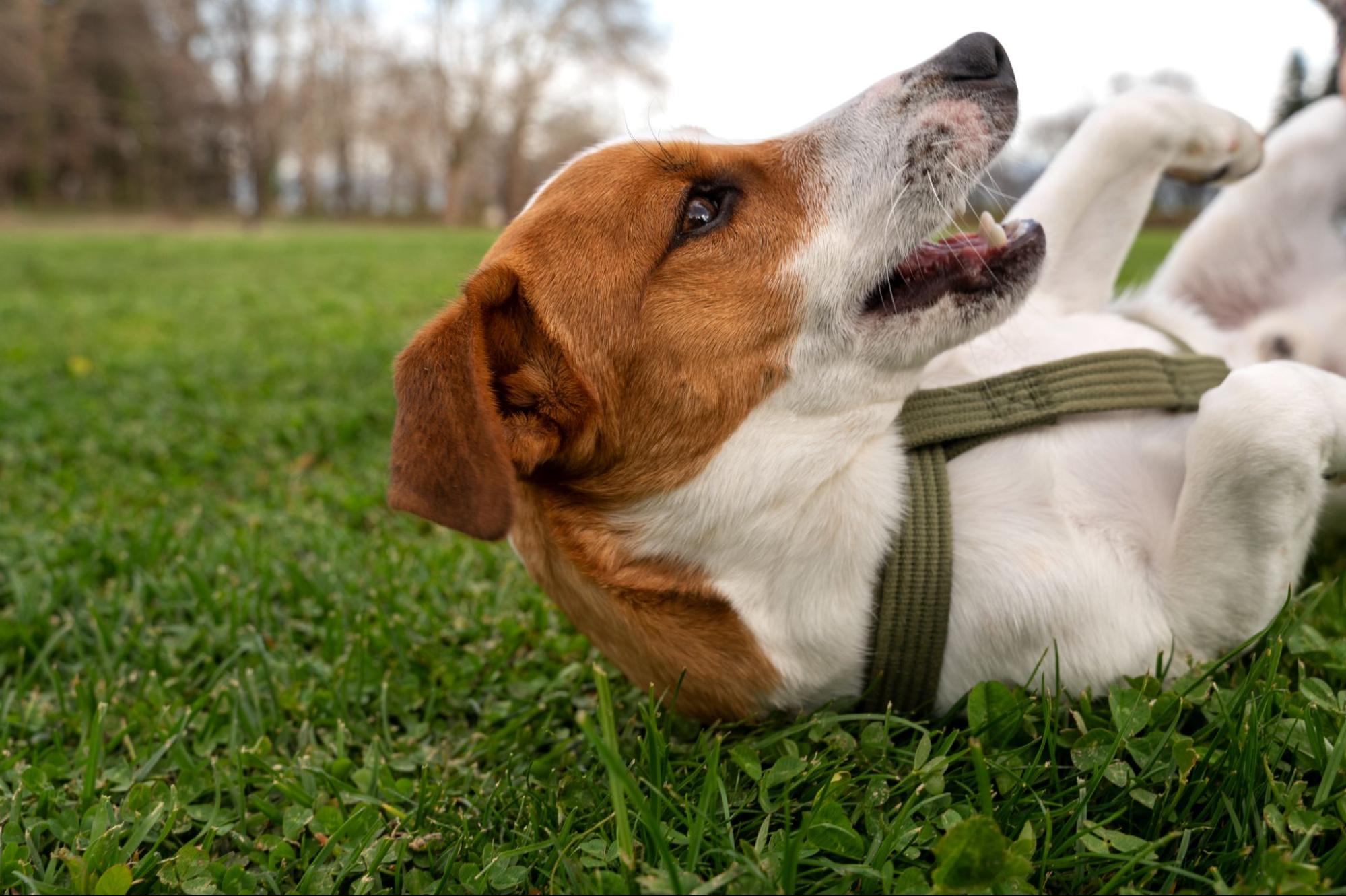 106. AI - the-dog-shakes-1