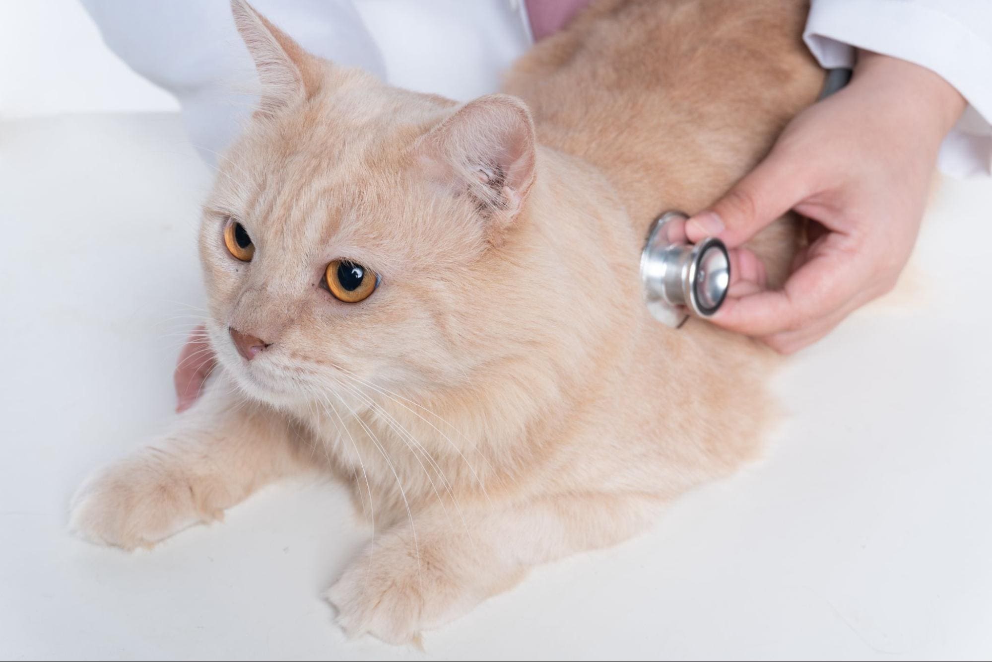 7.what-is-fiv-4