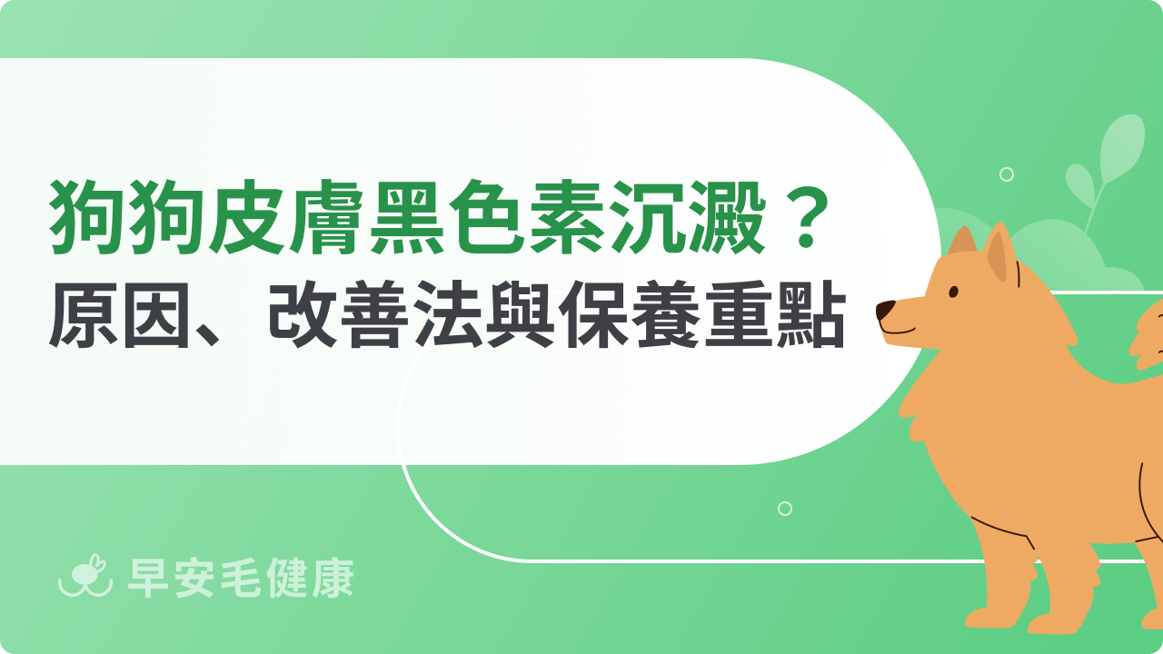 狗狗皮膚黑色素沉澱怎麼辦?常見原因、改善方法與保養重點