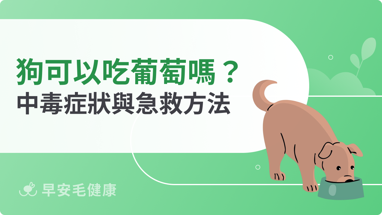 狗可以吃葡萄嗎?葡萄中毒風險、症狀與急救方法總整理