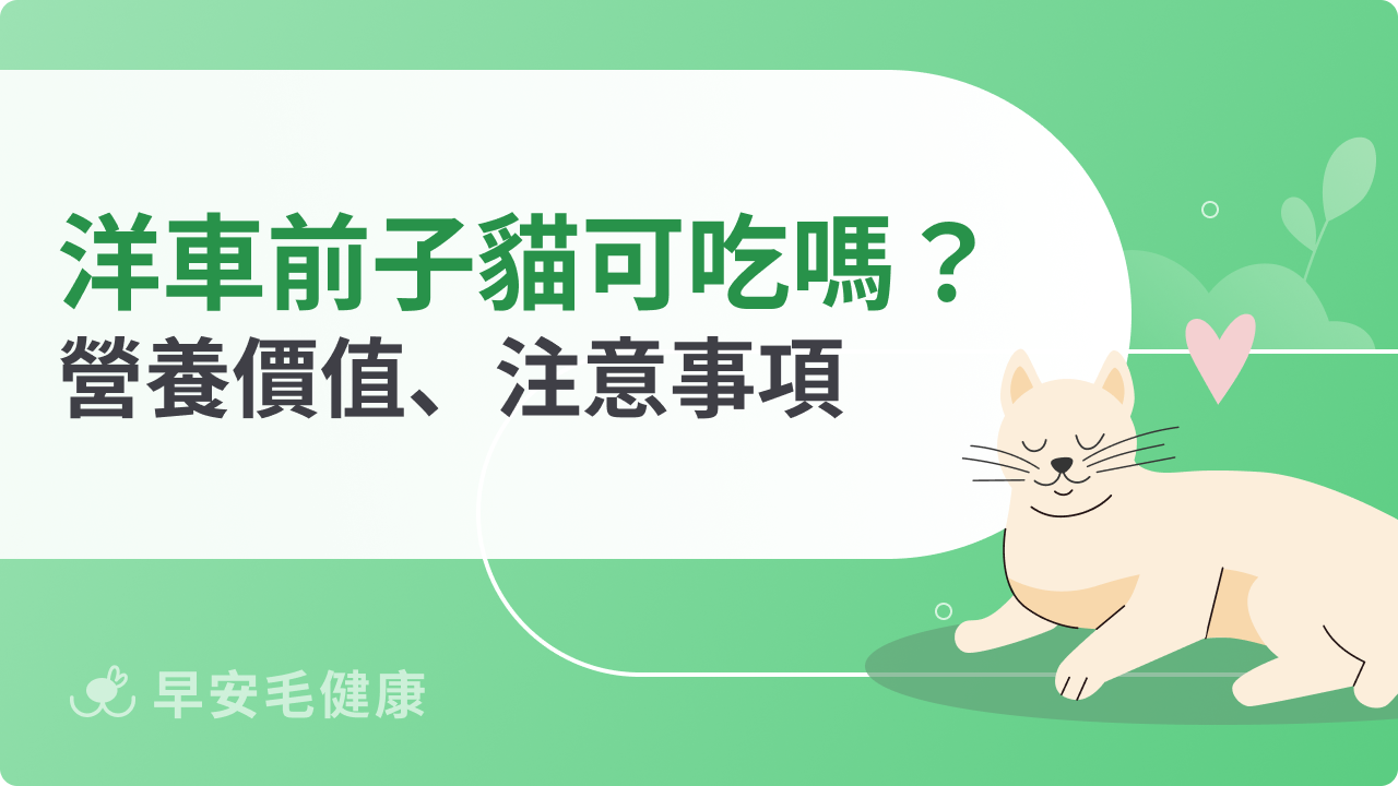 洋車前子貓可以吃嗎?解析洋車前子對貓咪腸胃的益處