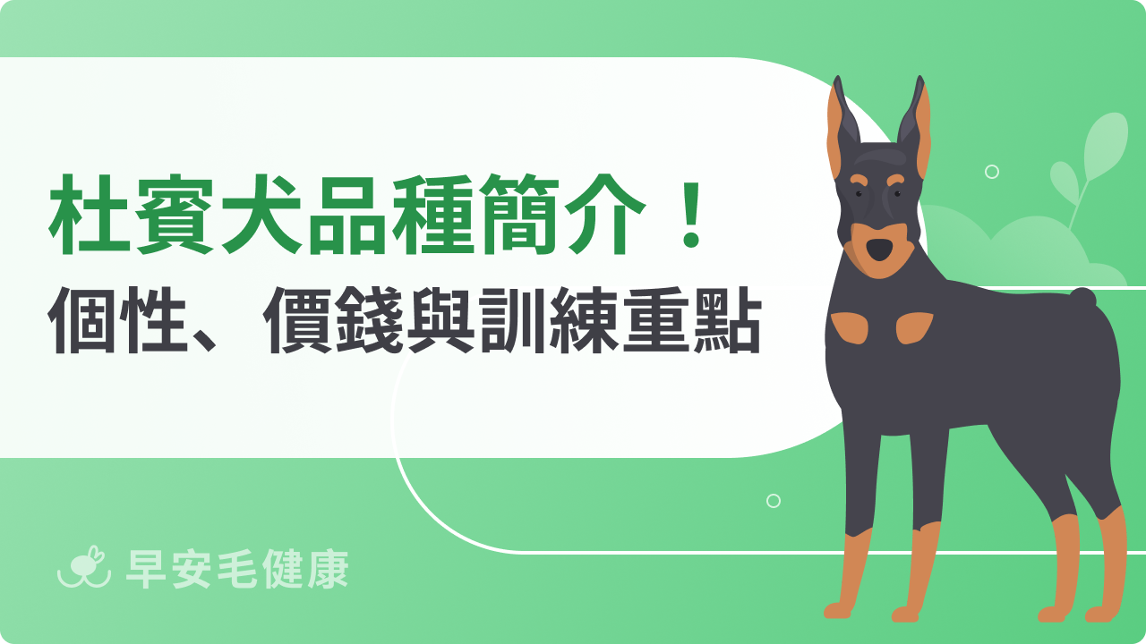 杜賓犬VS迷你杜賓差在哪?杜賓犬體型、智商、缺點與照顧須知!