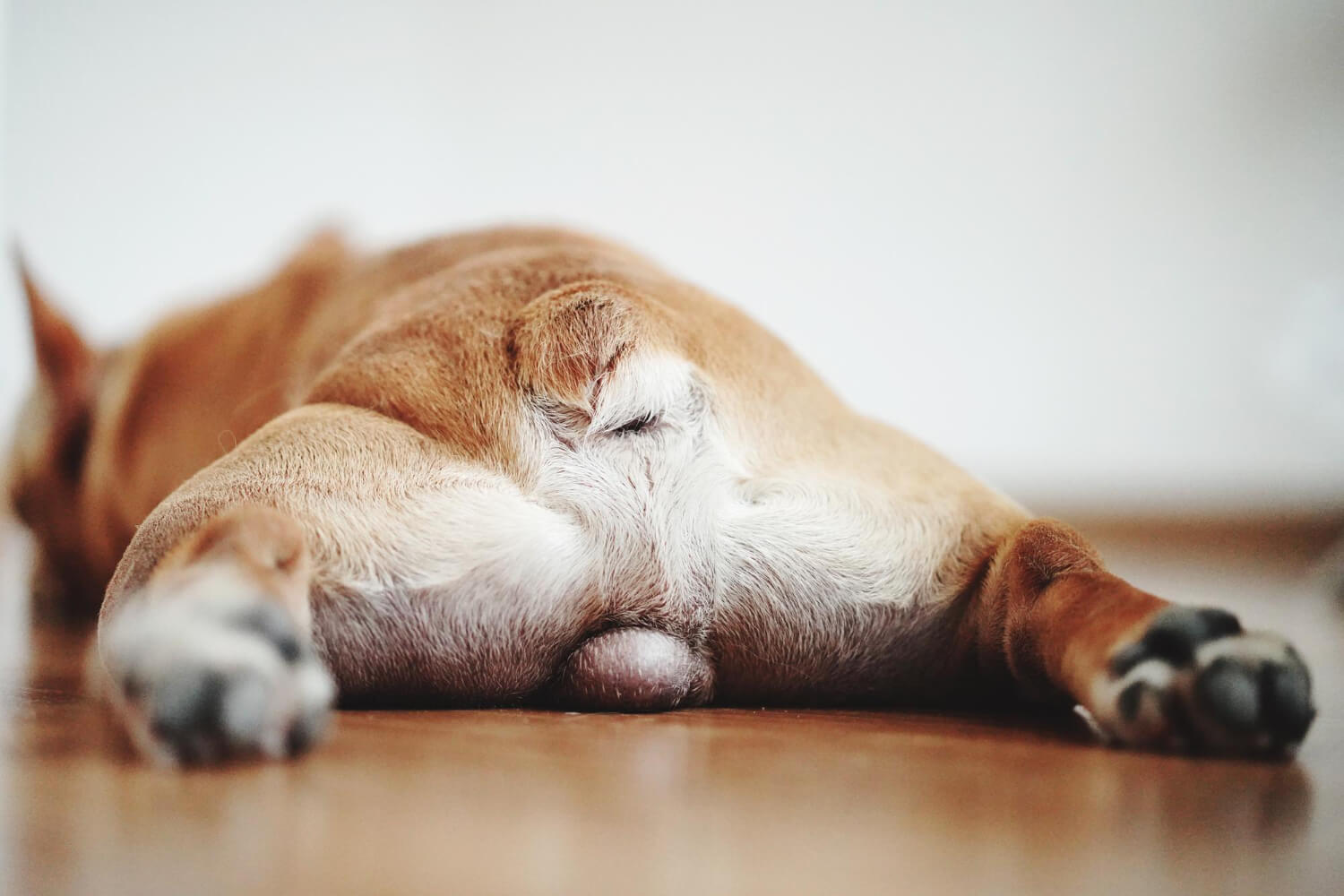 32.dog-cat-anal-gland-cleaning-1