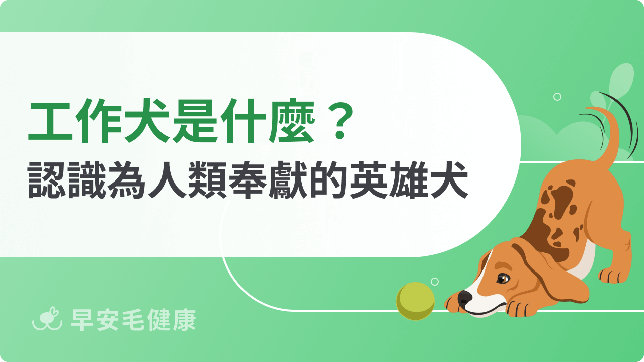 工作犬是什麼?一起認識為人類奉獻服務的英雄犬!
