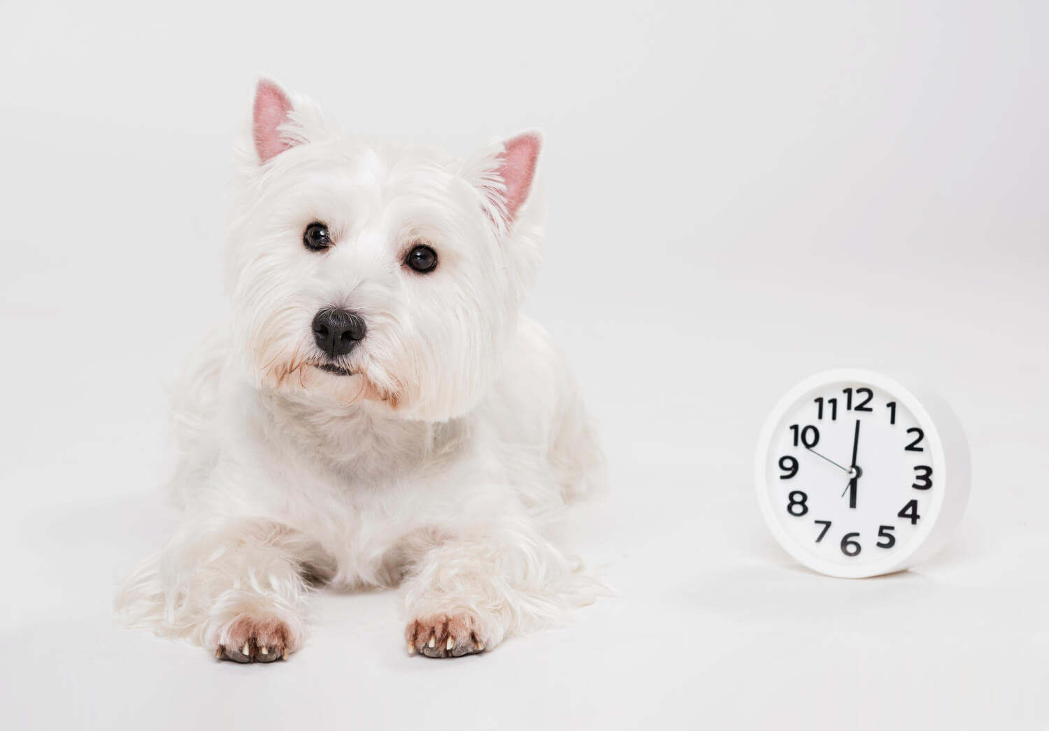 12.dog-age-conversion-guide- 4