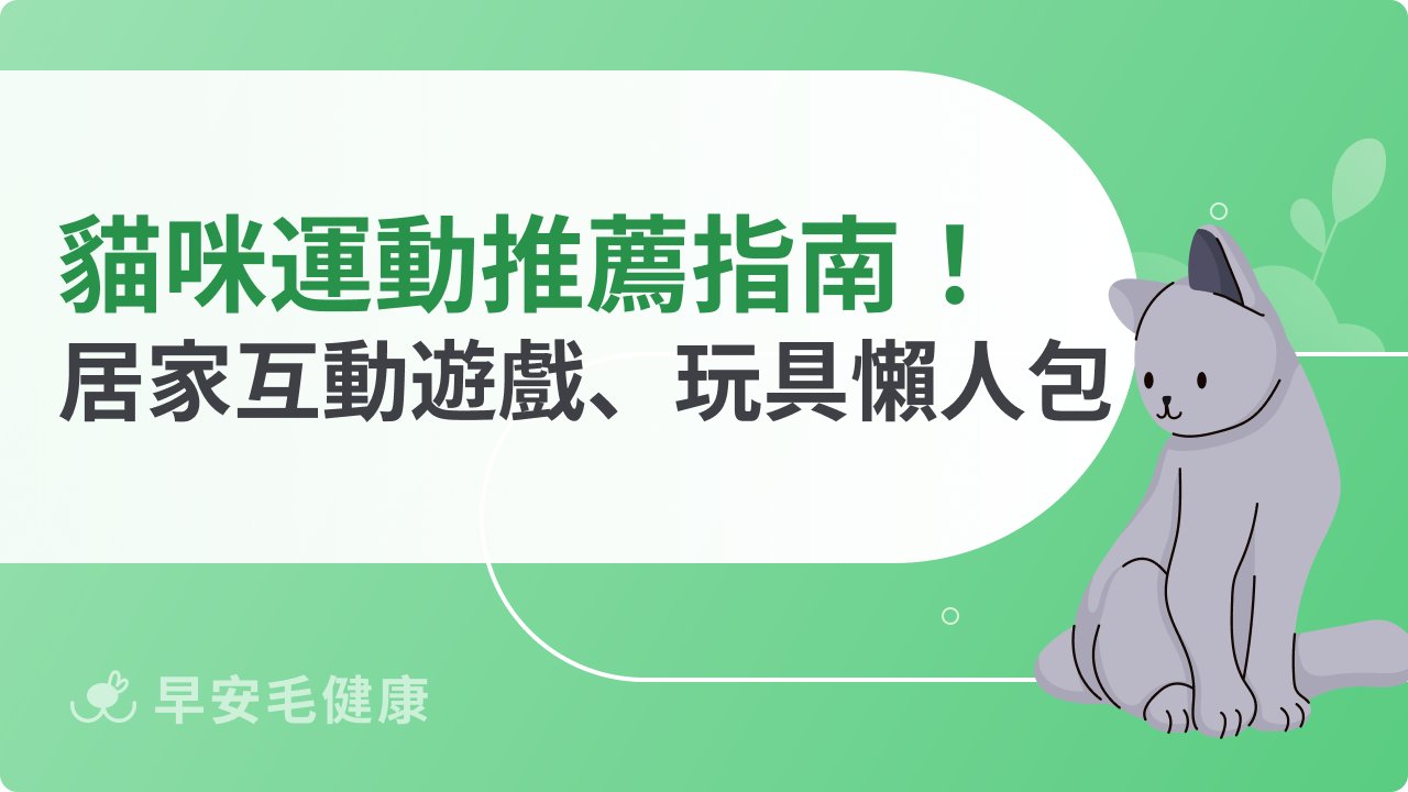 貓咪運動推薦指南!居家互動遊戲、玩具懶人包分享