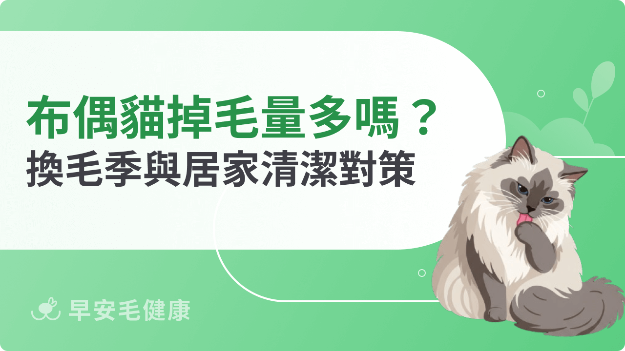 布偶貓掉毛量多嗎?布偶貓掉毛季節、對策與居家清潔技巧