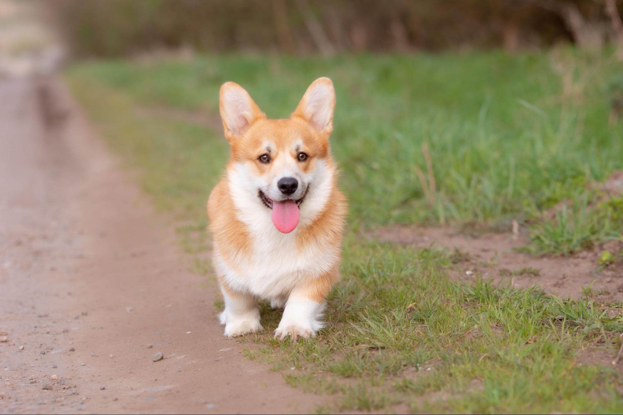 336. AI - corgi-disadvantages-1