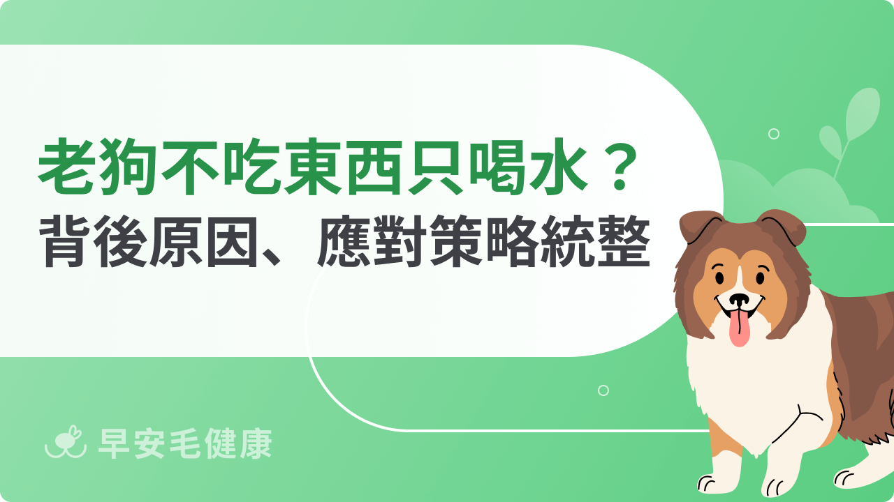 老狗不吃東西只喝水怎麼辦?背後原因、應對策略一次解析