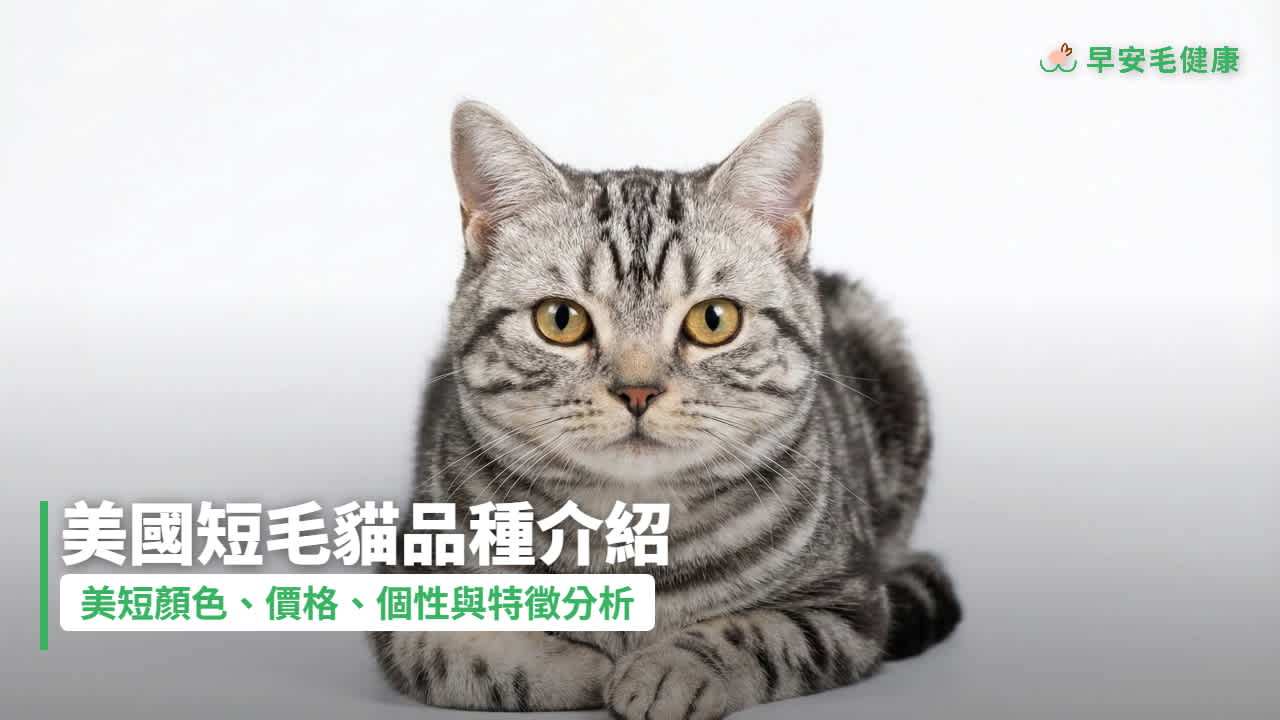美國短毛貓介紹!美短顏色、價格、個性、特徵一次看