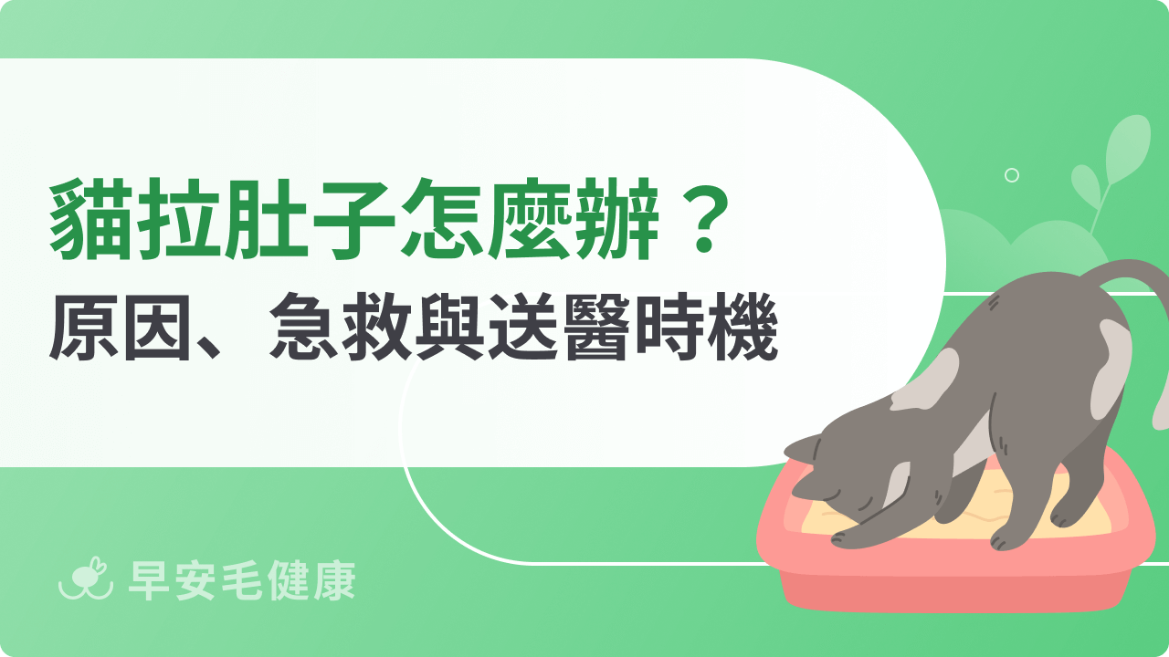 貓拉肚子怎麼辦?9大軟便原因、急救SOP與送醫時機