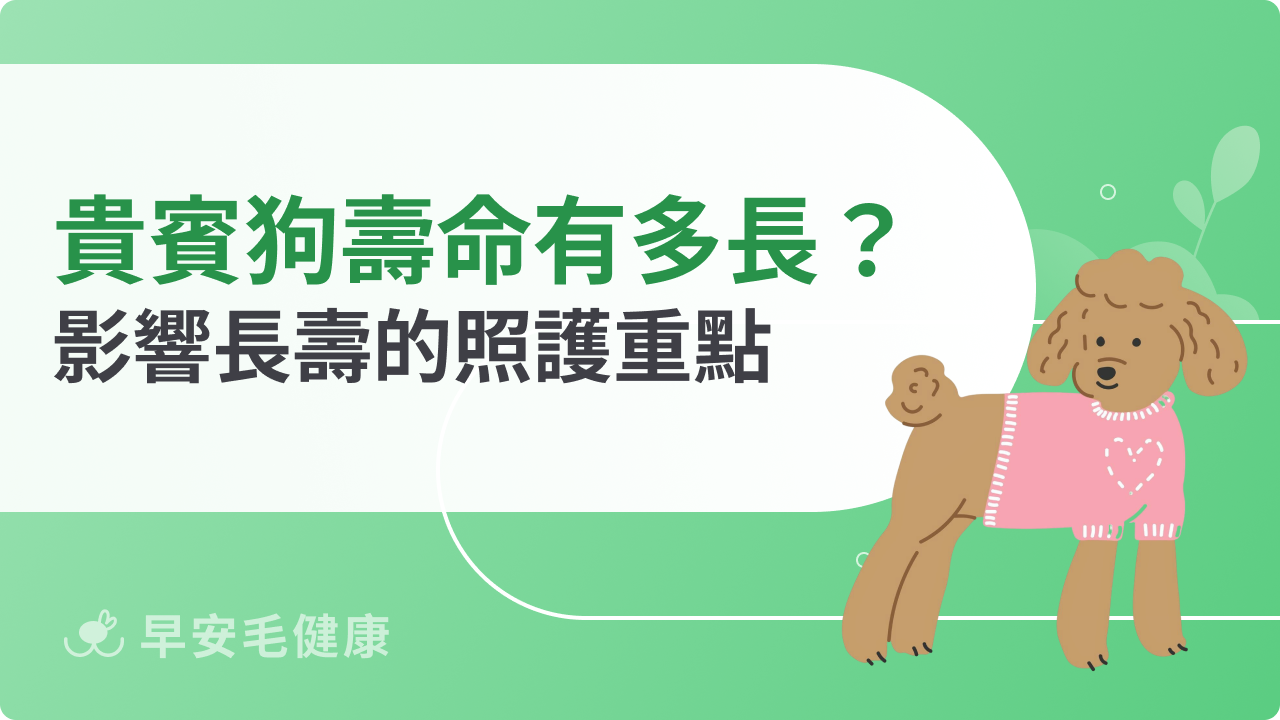貴賓狗壽命有多長?影響長壽的照護重點一次看