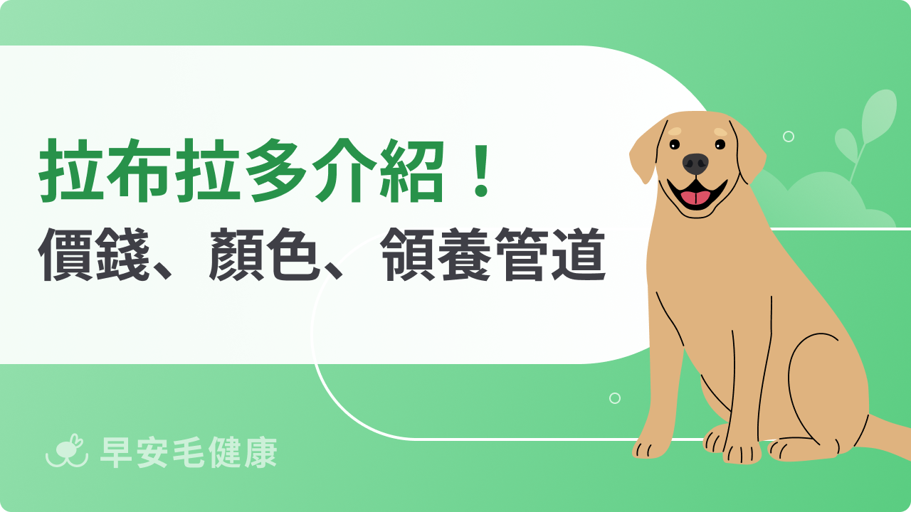 拉布拉多原來黑色才正統?購買價錢、導盲犬領養管道公開!
