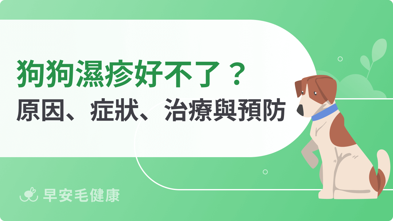 狗狗濕疹好不了?狗濕疹原因、症狀、治療與預防完整解析
