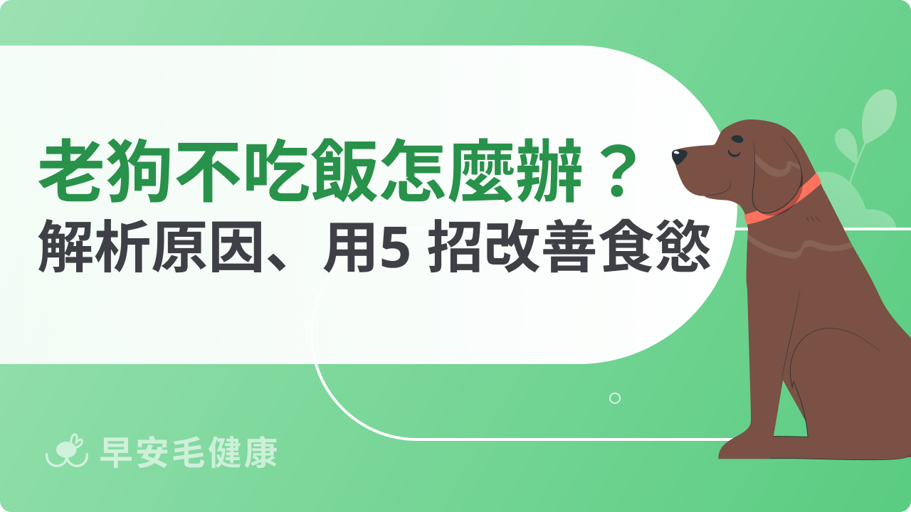 老狗不吃飯怎麼辦?掌握原因+5招改善狗狗食慾
