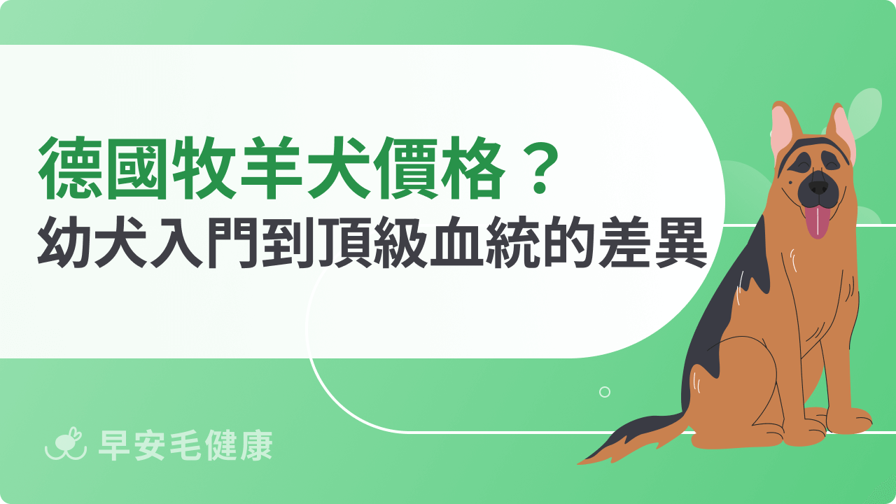 德國牧羊犬價格最新行情不藏私!從幼犬入門到頂級血統的差異