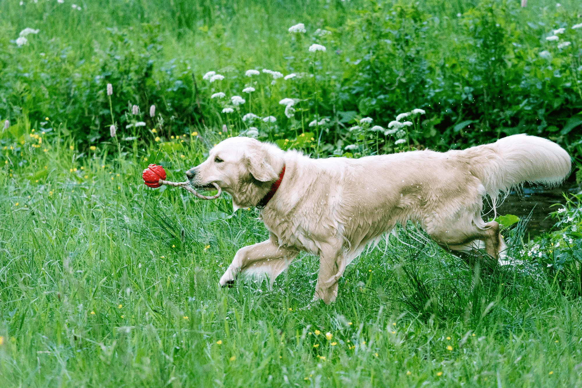 360. AI - golden-retriever-lifespan-1