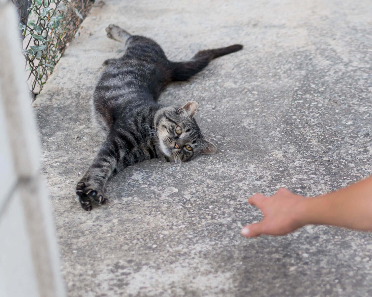 20. what-smells-do-cats-hate-2