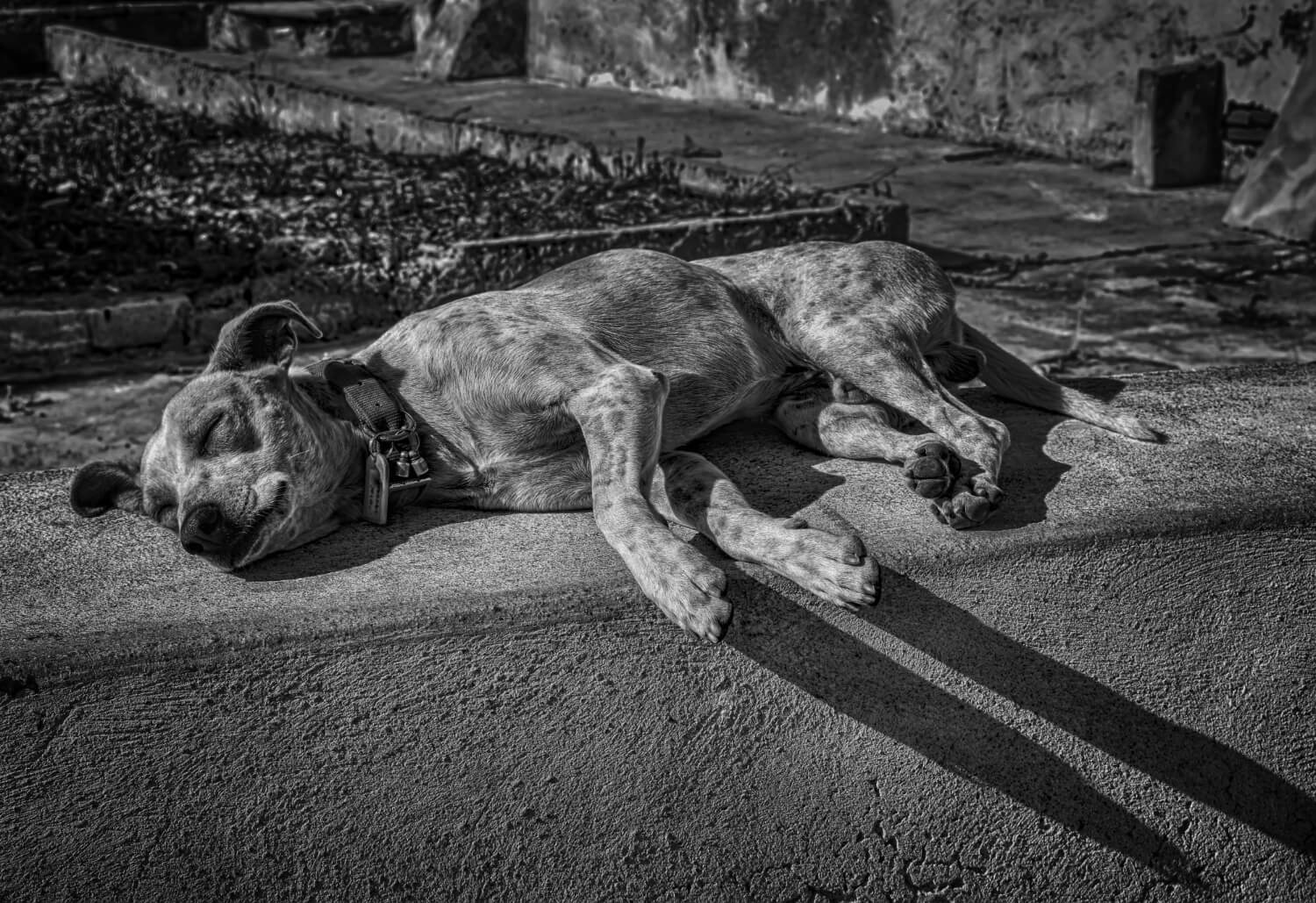 9.dog-dying-symptoms-1