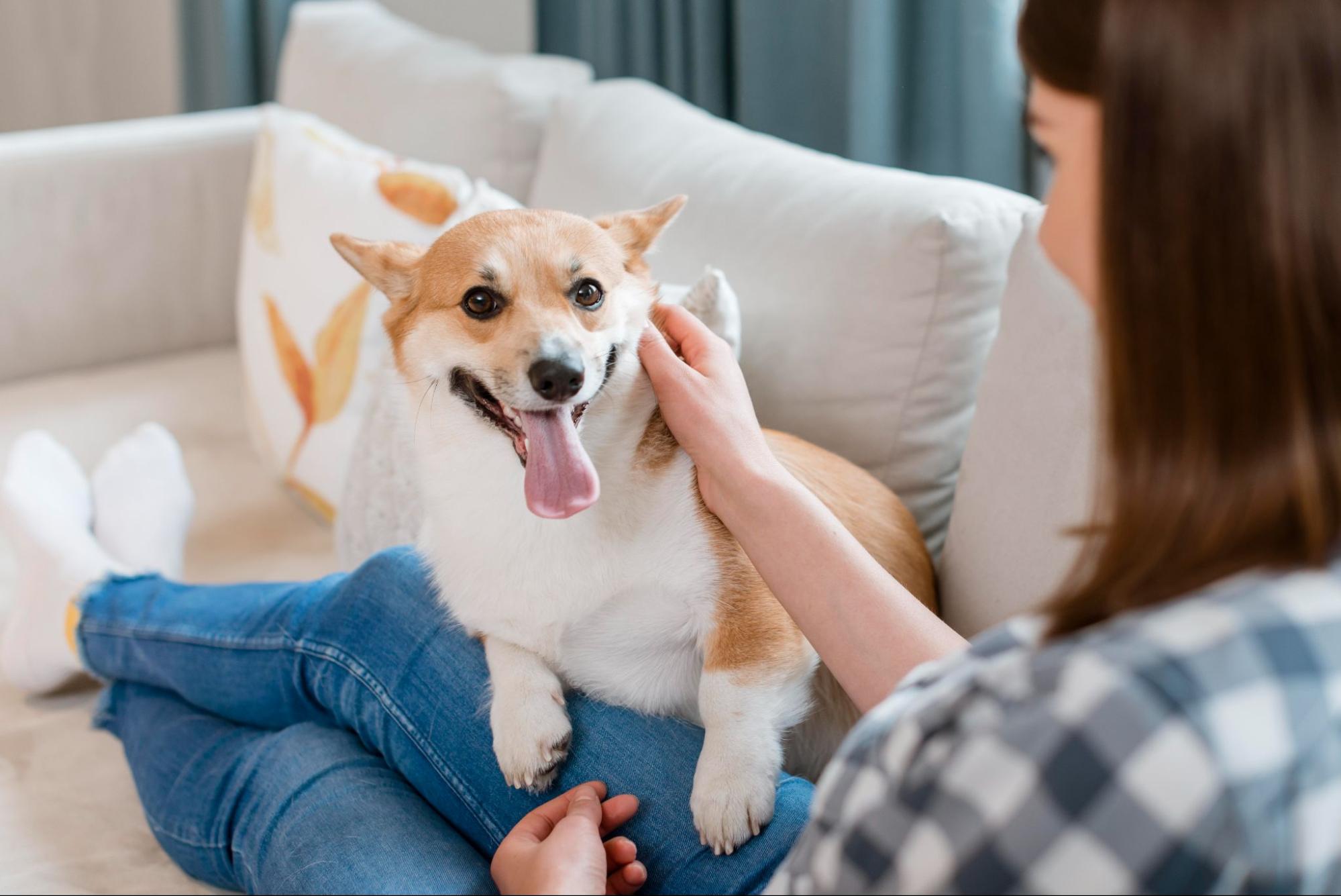 52. AI - suitable-temperature-for-dogs-1
