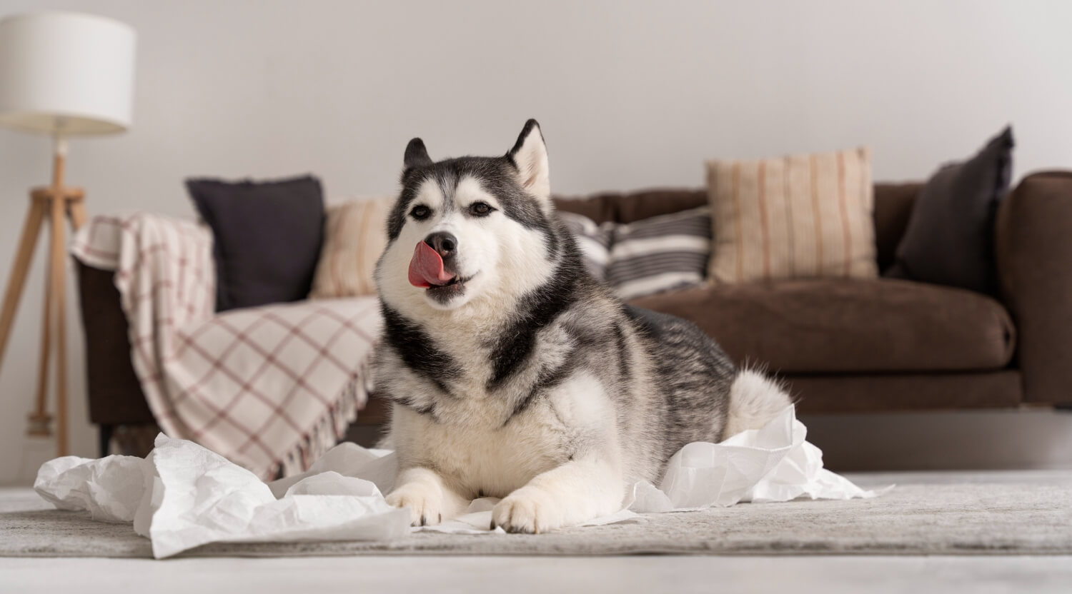 7.siberian-husky--guide-3