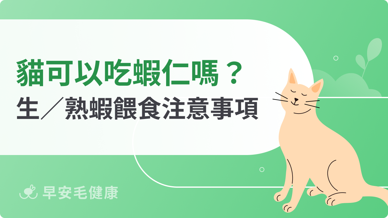 貓可以吃蝦仁嗎?熟蝦、生蝦餵食差異與注意事項